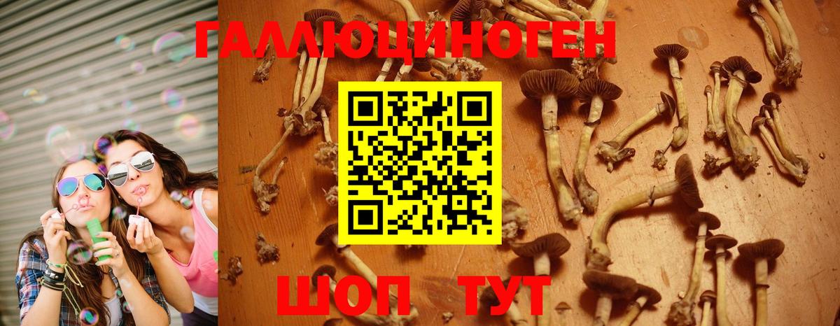Псилоцибиновые грибы Psilocybine cubensis Москва